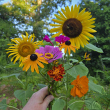 Load image into Gallery viewer, guerrilla gardening seed bombs
